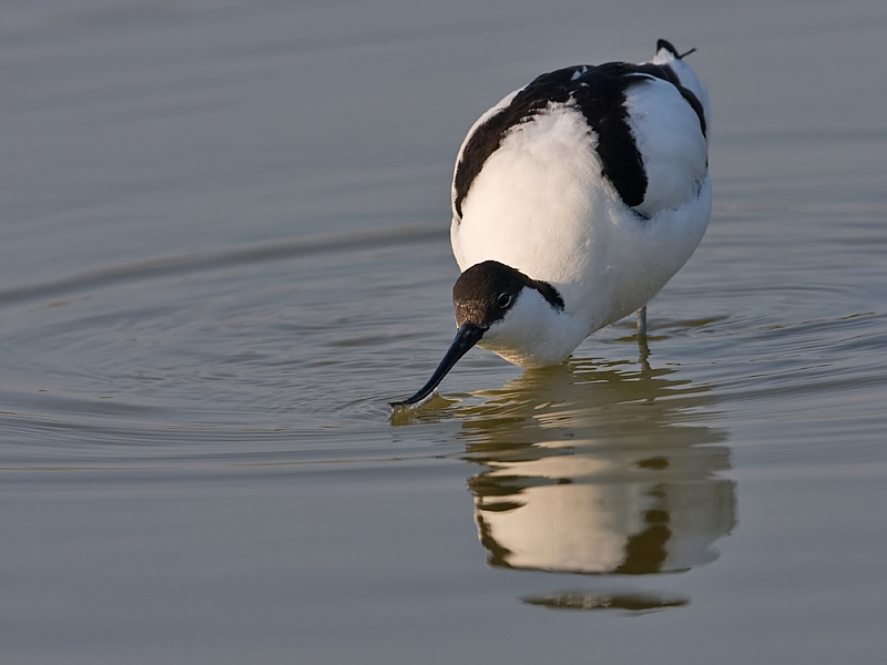 Recurvirostra avosetta Avocet Kluut